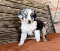 Blythe, a female Miniature Australian Shepherd for sale in Honey Grove, TX – 5 of 10
