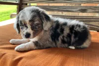 Sophie , a female Miniature Australian Shepherd for sale in Honey Grove, TX – 8 of 10