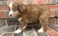 Collins, a female Miniature Australian Shepherd for sale in Honey Grove, TX – 2 of 9