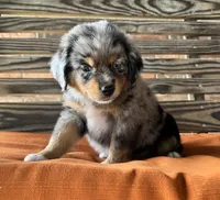 Connor , a male Miniature Australian Shepherd for sale in Honey Grove, TX – 4 of 8