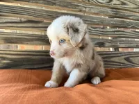 Sam, a male Miniature Australian Shepherd for sale in Honey Grove, TX – 9 of 10