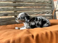 Sara, a female Miniature Australian Shepherd for sale in Honey Grove, TX – 9 of 9