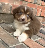 Sophie , a female Miniature Australian Shepherd for sale in Honey Grove, TX – 9 of 10