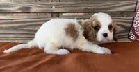 Conner , a male Cavalier King Charles Spaniel for sale in Honey Grove, TX – 4 of 10