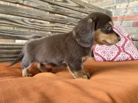 Clara, a female Miniature Dachshund for sale in Honey Grove, TX – 10 of 10