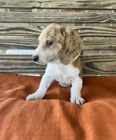 Nolan , a male Miniature Dachshund for sale in Honey Grove, TX – 7 of 10