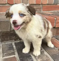 Daisy , a female Miniature Australian Shepherd for sale in Honey Grove, TX – 7 of 10