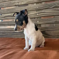 Tilly, a female Rat Terrier for sale in Honey Grove, TX – 2 of 10