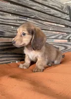 Sunny , a female Miniature Dachshund for sale in Honey Grove, TX – 3 of 10