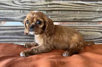 Jase, a male Cavalier King Charles Spaniel for sale in Honey Grove, TX – 9 of 10
