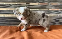 Dallas, a male Miniature Australian Shepherd for sale in Honey Grove, TX – 5 of 10