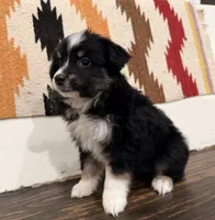 Maci, a female Miniature Australian Shepherd for sale in Honey Grove, TX – 3 of 10