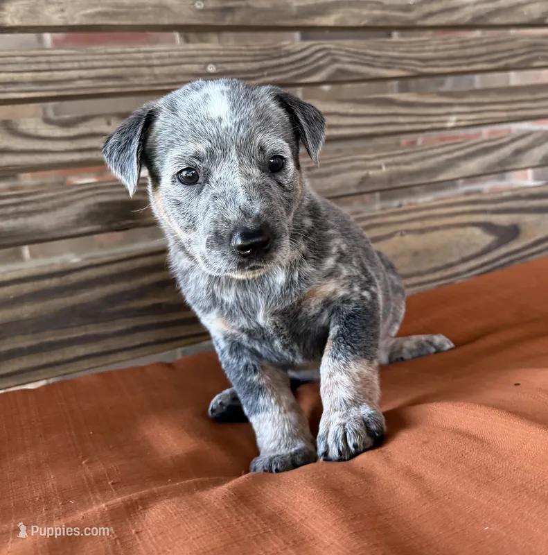 Cami – Australian Cattle Dog puppy for sale in Honey Grove, TX