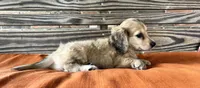 Willow, a female Miniature Dachshund for sale in Honey Grove, TX – 4 of 10