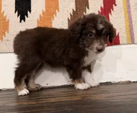 Toby, a male Miniature Australian Shepherd for sale in Honey Grove, TX – 8 of 9