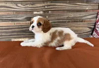 Sam, a male Cavalier King Charles Spaniel for sale in Honey Grove, TX – 6 of 9