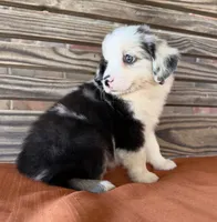 Indie, a female Miniature Australian Shepherd for sale in Honey Grove, TX – 9 of 10