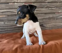 Bella, a female Rat Terrier for sale in Honey Grove, TX – 3 of 10