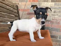 Tilly, a female Rat Terrier for sale in Honey Grove, TX – 3 of 10