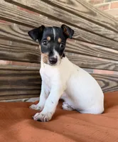 Baker, a male Rat Terrier for sale in Honey Grove, TX – 8 of 10