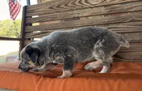 Skye, a female Australian Cattle Dog for sale in Honey Grove, TX – 10 of 10