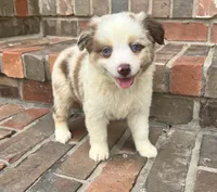 Daisy , a female Miniature Australian Shepherd for sale in Honey Grove, TX – 6 of 10