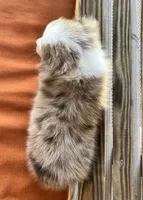 Dallas, a male Miniature Australian Shepherd for sale in Honey Grove, TX – 8 of 10