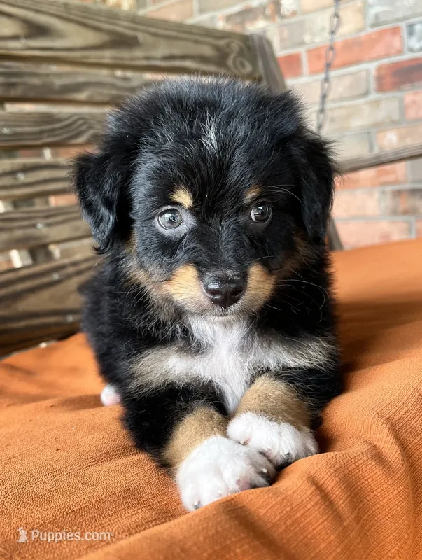 Davis  – Miniature Australian Shepherd puppy for sale in Honey Grove, TX