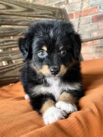 Davis , a male Miniature Australian Shepherd for sale in Honey Grove, TX – 1 of 9