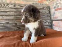 Honey , a female Miniature Australian Shepherd for sale in Honey Grove, TX – 9 of 10