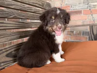 Ivy, a female Miniature Australian Shepherd for sale in Honey Grove, TX – 6 of 9