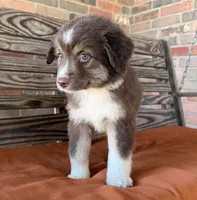 Honey , a female Miniature Australian Shepherd for sale in Honey Grove, TX – 3 of 10