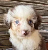 Griffin , a male Miniature Australian Shepherd for sale in Honey Grove, TX – 5 of 10