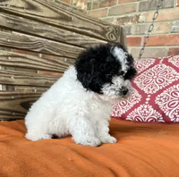 Stella, a female Poodle - Miniature  for sale in Honey Grove, TX – 6 of 8
