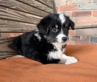Maci, a female Miniature Australian Shepherd for sale in Honey Grove, TX – 7 of 10
