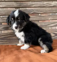 Maci, a female Miniature Australian Shepherd for sale in Honey Grove, TX – 4 of 10