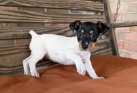 Bella, a female Rat Terrier for sale in Honey Grove, TX – 9 of 10
