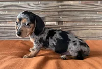 Pepper, a female Miniature Dachshund for sale in Honey Grove, TX – 7 of 9