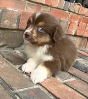 Sophie , a female Miniature Australian Shepherd for sale in Honey Grove, TX – 8 of 10