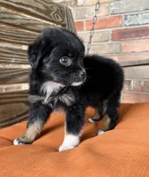 Henlie , a female Miniature Australian Shepherd for sale in Honey Grove, TX – 2 of 10