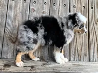 Jax, a male Miniature Australian Shepherd for sale in Honey Grove, TX – Photo 6 of 7