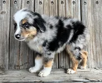 Jax, a male Miniature Australian Shepherd for sale in Honey Grove, TX – Photo 2 of 7