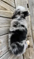 Jax, a male Miniature Australian Shepherd for sale in Honey Grove, TX – Photo 7 of 7