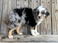 Jax, a male Miniature Australian Shepherd for sale in Honey Grove, TX – Photo 5 of 7