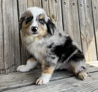 Jax, a male Miniature Australian Shepherd for sale in Honey Grove, TX – Photo 3 of 7