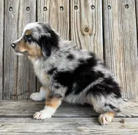 Jax, a male Miniature Australian Shepherd for sale in Honey Grove, TX – Photo 4 of 7