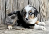 Jax, a male Miniature Australian Shepherd for sale in Honey Grove, TX – Photo 1 of 7