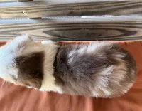 Griffin , a male Miniature Australian Shepherd for sale in Honey Grove, TX – 10 of 10