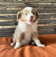 Gus, a male Miniature Australian Shepherd for sale in Honey Grove, TX – 4 of 9