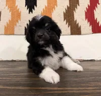 Cooper , a male Miniature Australian Shepherd for sale in Honey Grove, TX – 4 of 10